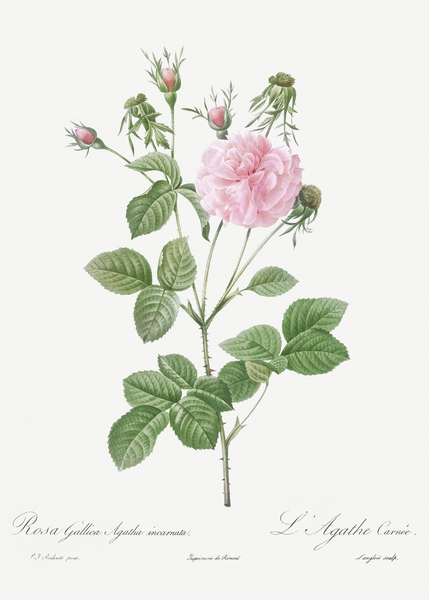 Pink agatha rose by IStockHistory com
