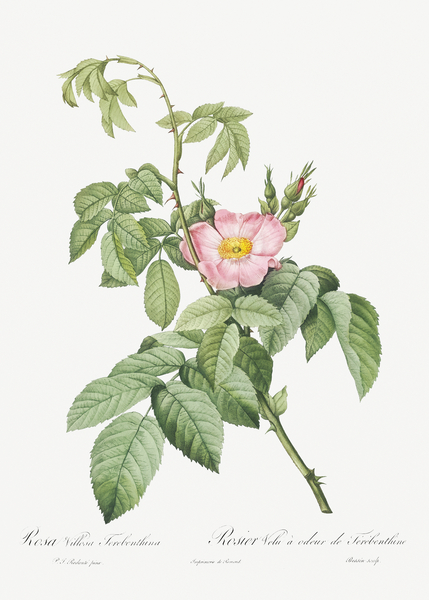 Pink apple rose in bloom by IStockHistory com