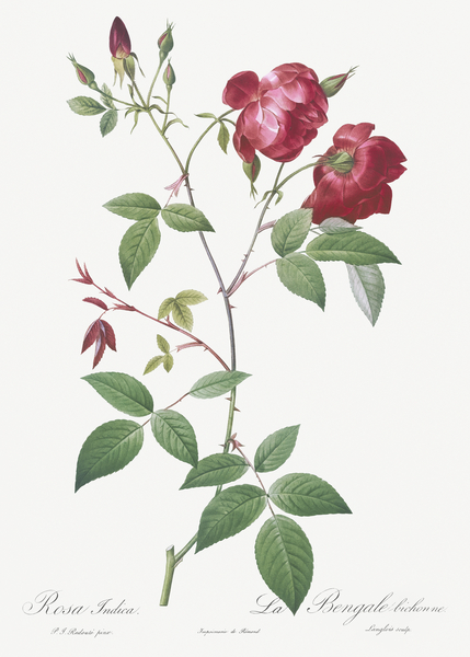 Velvet china rose in bloom by IStockHistory com