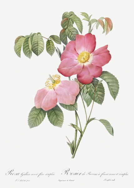 Pink french rose by IStockHistory com