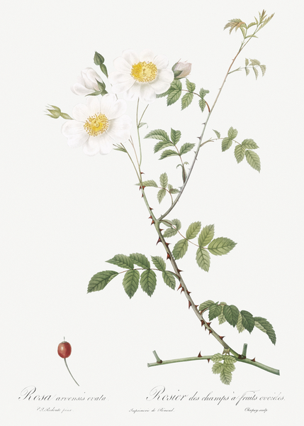 White field roses by IStockHistory com
