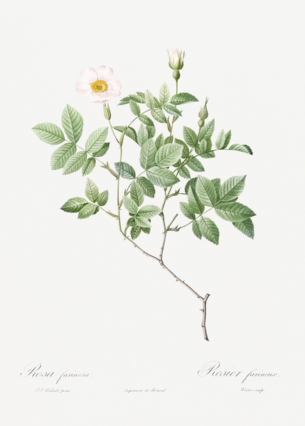 Vintage white rosebush by IStockHistory com
