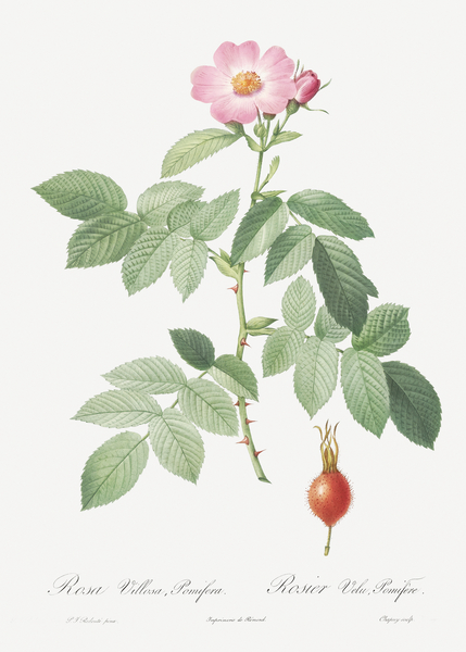 Pink apple rose by IStockHistory com