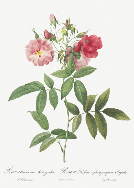 Hudson rose in bloom by IStockHistory com