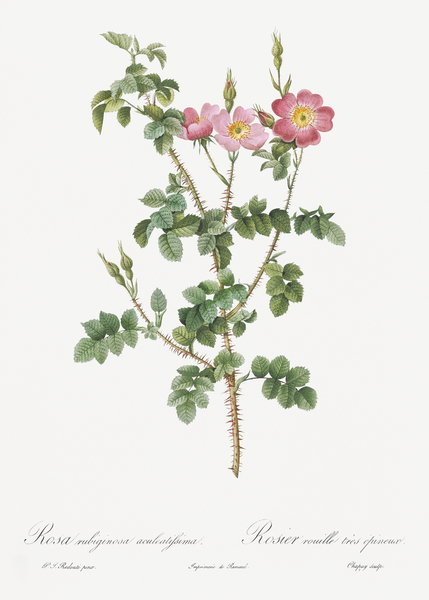 Prickly sweet briar roses by IStockHistory com