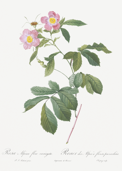 Pink alpine roses by IStockHistory com