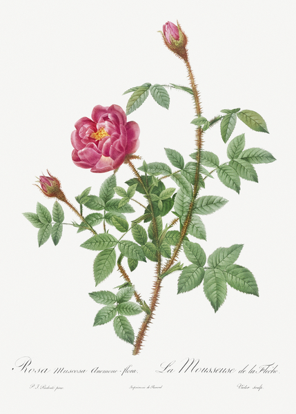 Anemone flowered rose by IStockHistory com