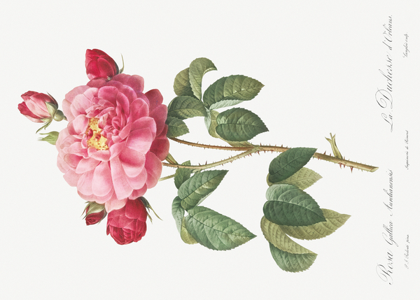 Vintage french rose by IStockHistory com