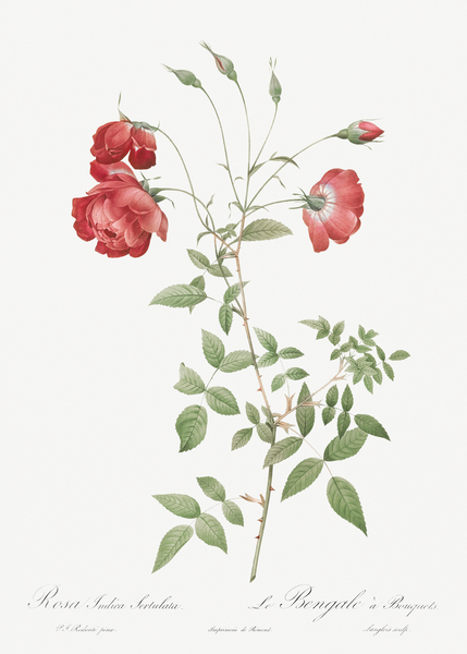 Vintage red rose by IStockHistory com