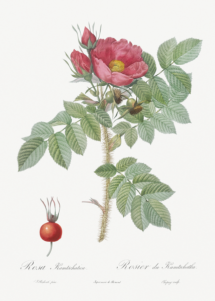 Anemone flowered rose by IStockHistory com