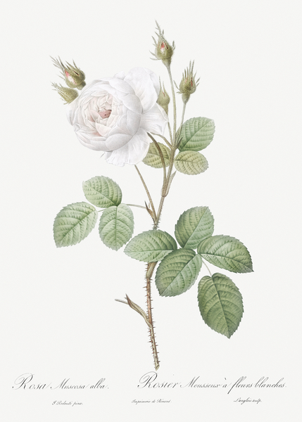 White misty rose by IStockHistory com