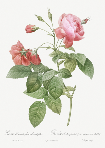 Pink boursault rose by IStockHistory com
