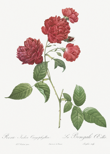 Anemone flowered rose by IStockHistory com