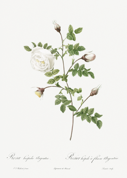 Hispid rose in bloom by IStockHistory com