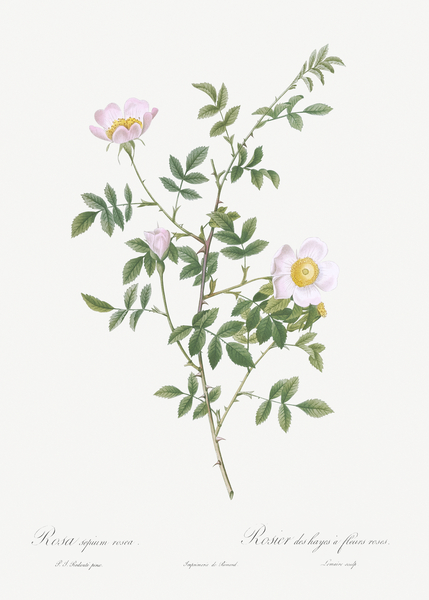 Pink hedge rose in bloom by IStockHistory com