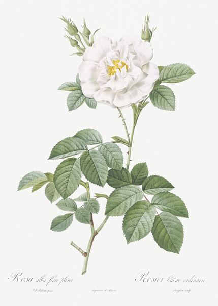 Blooming white rose by IStockHistory com