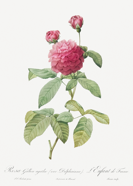 Agatha rose in bloom by IStockHistory com