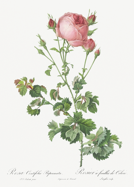 Blooming pink rosebush by IStockHistory com