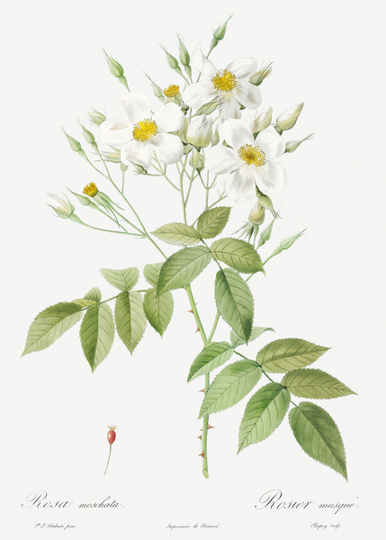 Vintage musk rose by IStockHistory com