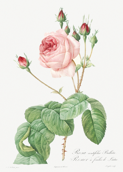 Vintage Provence rose by IStockHistory com