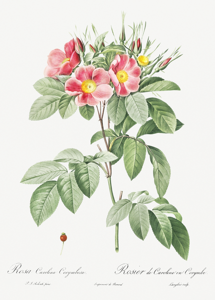 Blooming pink rosebush by IStockHistory com