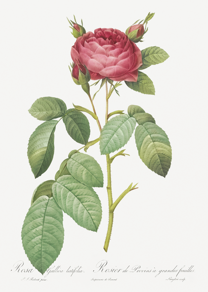 Red gallic rose by IStockHistory com