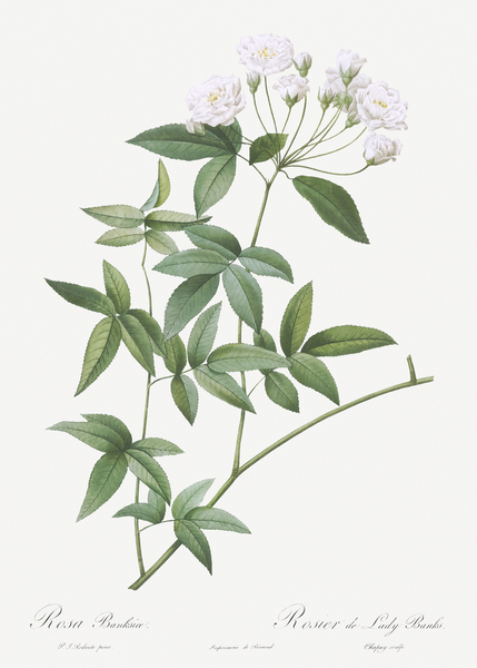 Vintage Lady Banks rose by IStockHistory com