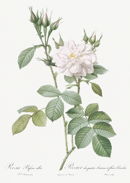 Blooming autumn damask rose by IStockHistory com