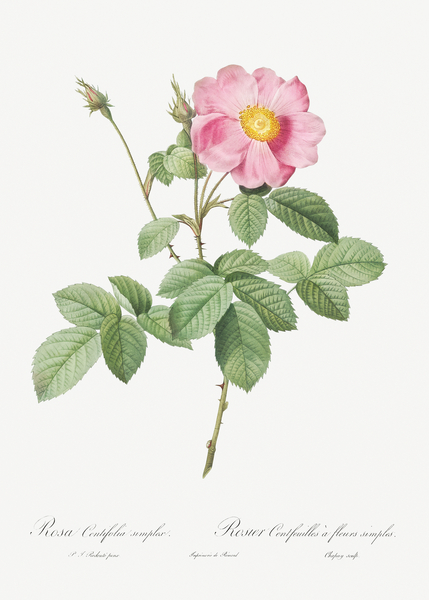 Vintage cabbage rose poster by IStockHistory com
