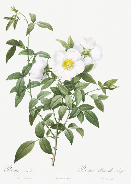 Blooming white roses by IStockHistory com