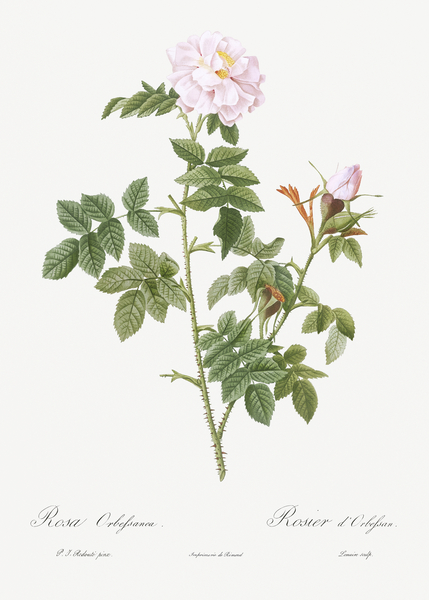 Blooming pink rosebush by IStockHistory com