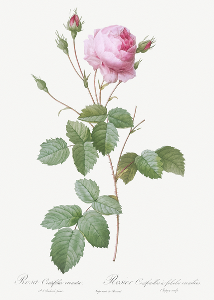 Pink provence rose by IStockHistory com