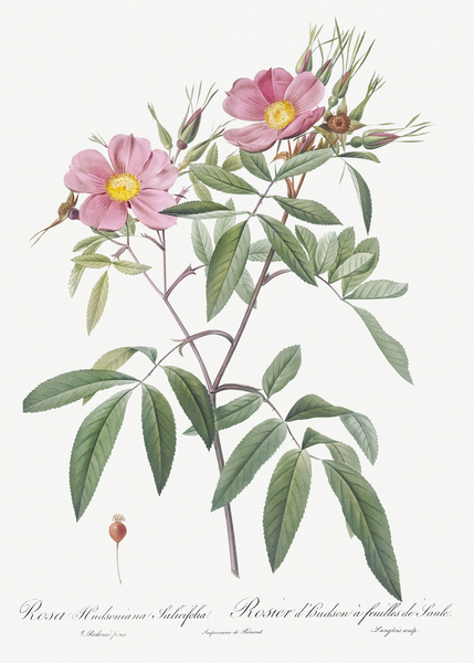 Pink swamp roses by IStockHistory com
