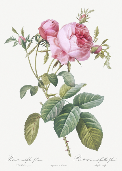 Pink cabbage rose by IStockHistory com