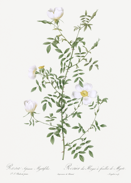 Vintage hedge rose by IStockHistory com