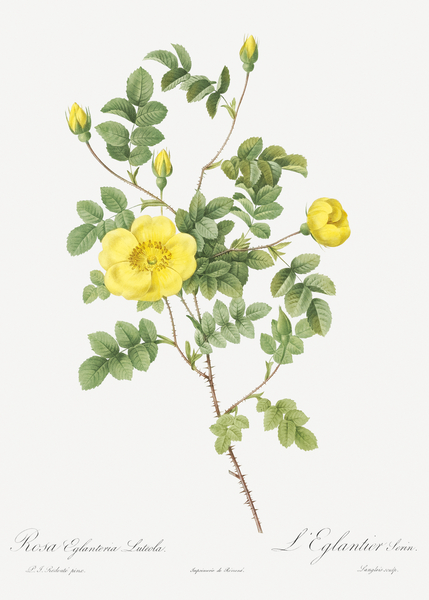 Yellow sweetbriar rose by IStockHistory com
