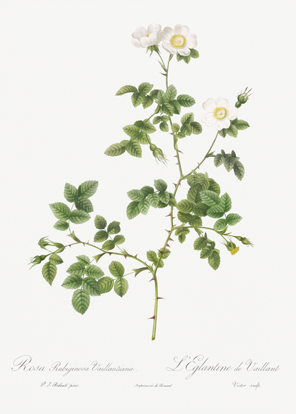 White sweetbriar rose by IStockHistory com