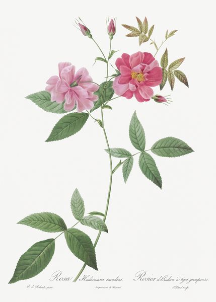 Blooming hudson rose by IStockHistory com