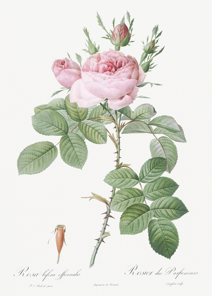 Vintage pink rose by IStockHistory com