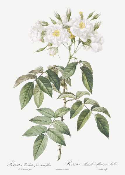 Blooming musk roses by IStockHistory com