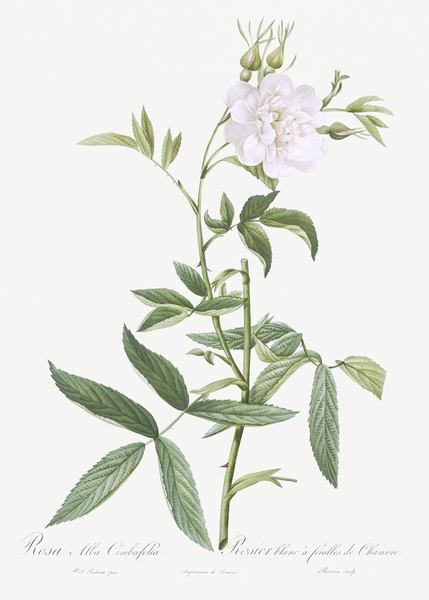 White rose of york in bloom by IStockHistory com