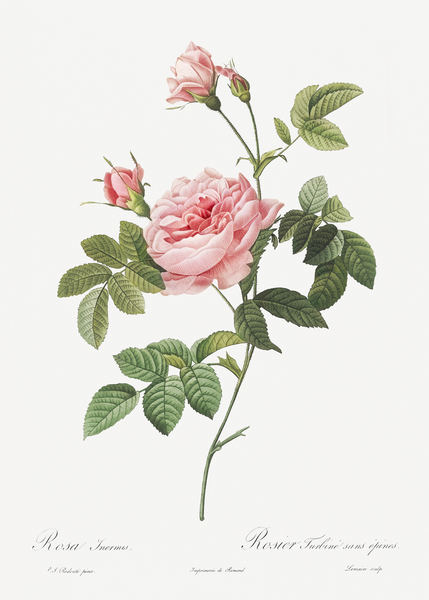 Pink rose turbine by IStockHistory com