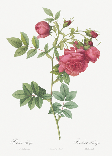 Yellow sweetbriar rose by IStockHistory com