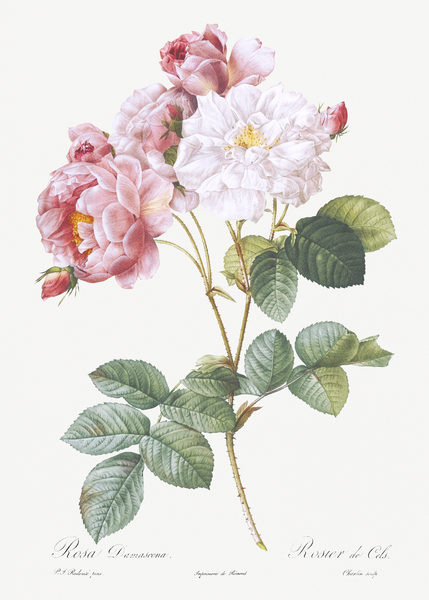 Pink damskus rose by IStockHistory com