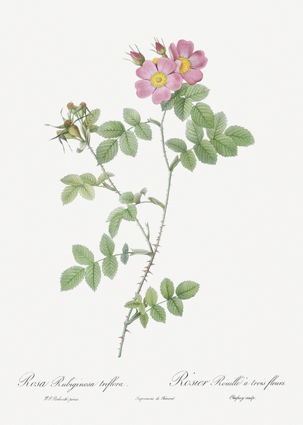 Pink sweetbriar roses by IStockHistory com