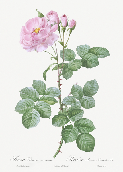 White climbing rose by IStockHistory com
