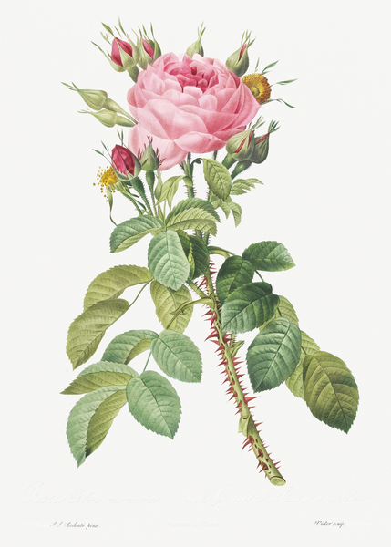 Pink rose in bloom by IStockHistory com