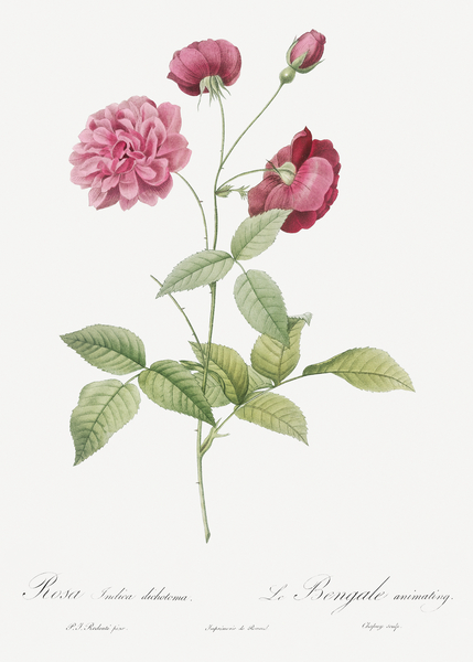 Vintage china rose by IStockHistory com