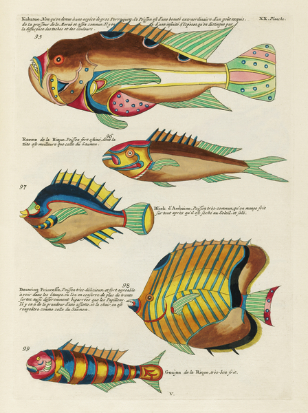 Colourful and surreal illustrations of fishes found in Moluccas Indonesia and the East Indies by Louis Renard 1678 -1746 from Histoire naturelle des plus rares curiositez de la mer des Indes 1754. by IStockHistory com