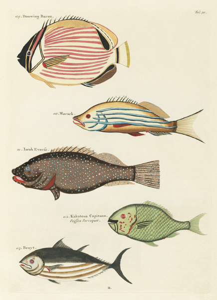 Colourful and surreal illustrations of fishes found in Moluccas Indonesia and the East Indies by Louis Renard 1678 -1746 from Histoire naturelle des plus rares curiositez de la mer des Indes 1754. by IStockHistory com